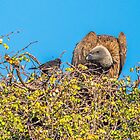 «Valiente visitante» de Richard Shakenovsky