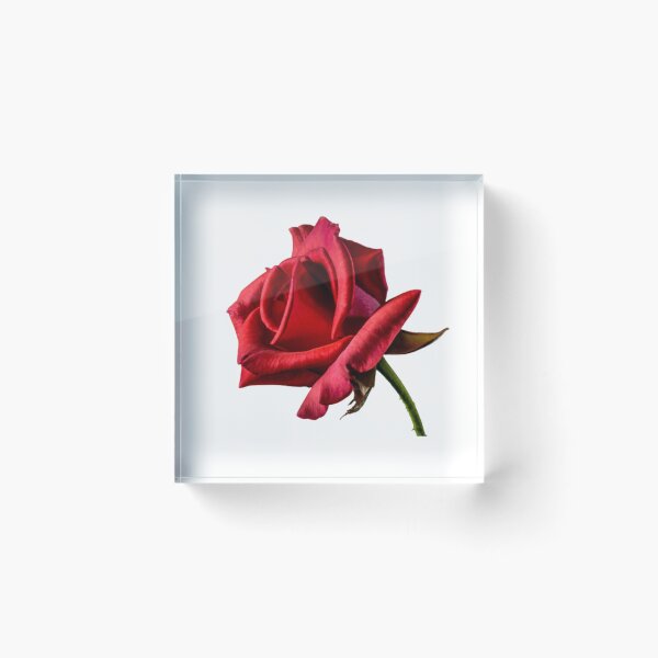 Item preview, Rose Flower designed and sold by Iarmy-2022.