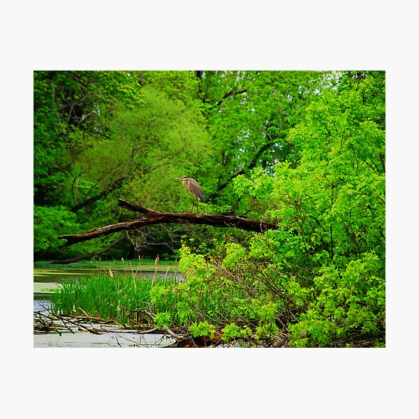 Item preview, Serene Surroundings designed and sold by madman4.