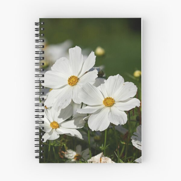 Item preview, Great white Mexican aster designed and sold by Jouko Lehto Photography.