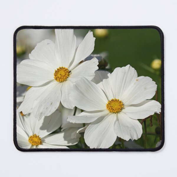 Item preview, Great white Mexican aster designed and sold by Jouko Lehto Photography.