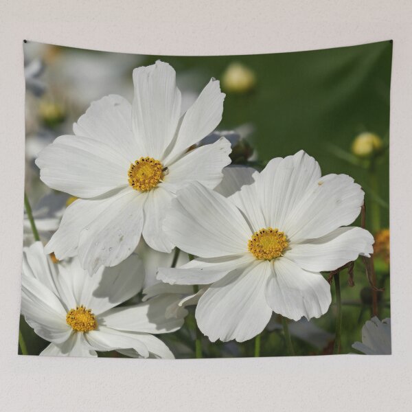 Item preview, Great white Mexican aster designed and sold by Jouko Lehto Photography.
