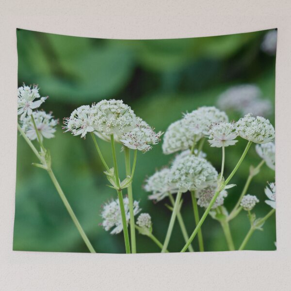 Item preview, The shooting stars. Great masterwort designed and sold by Jouko Lehto Photography.