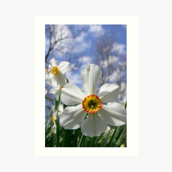 Poet's Daffodil Art Print