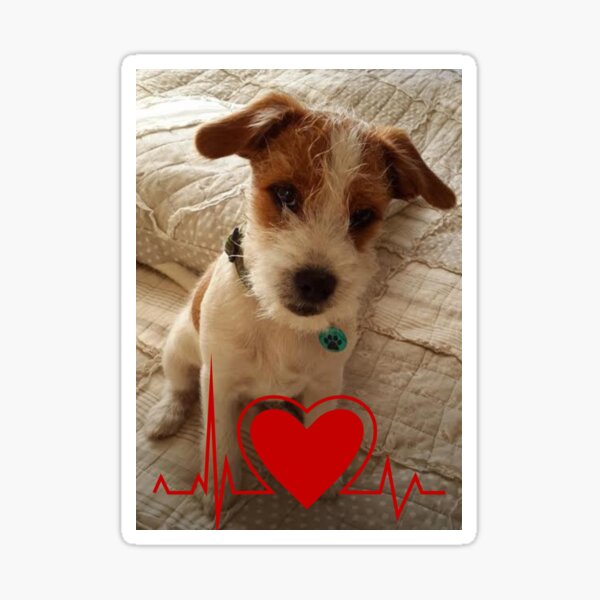 Adhesivo Coche Yorkshire A Bordo - TenVinilo