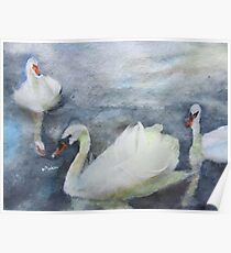 Royal Swans 1 Poster