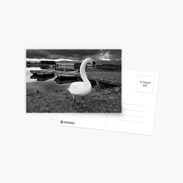 The Swan Postcard