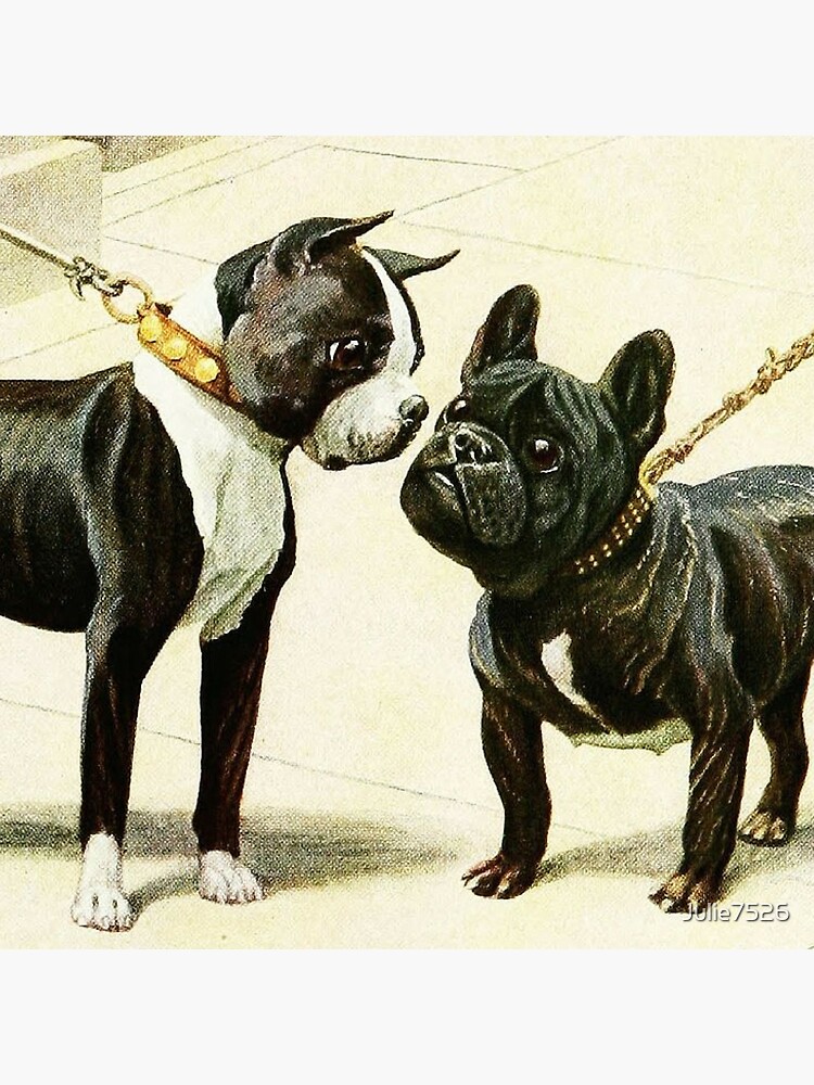 Boston Terrier French Bulldog