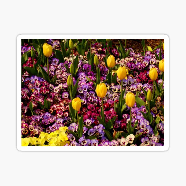 Tulips Among Pansies Sticker