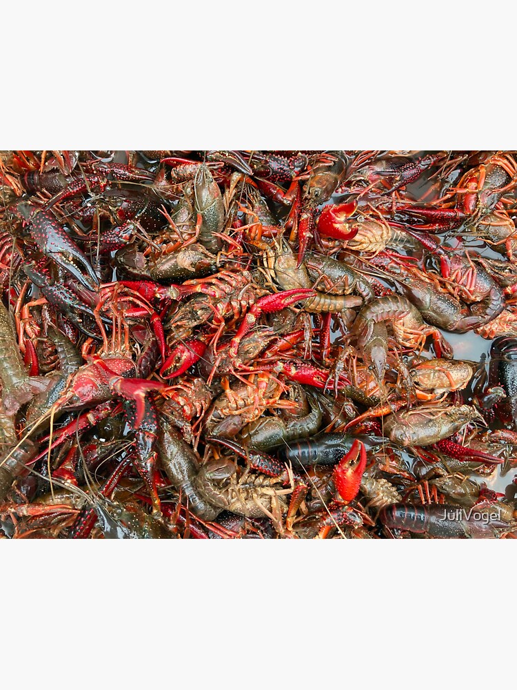 "Fresh live Louisiana crawfish " Sticker for Sale by JuliVogel Redbubble