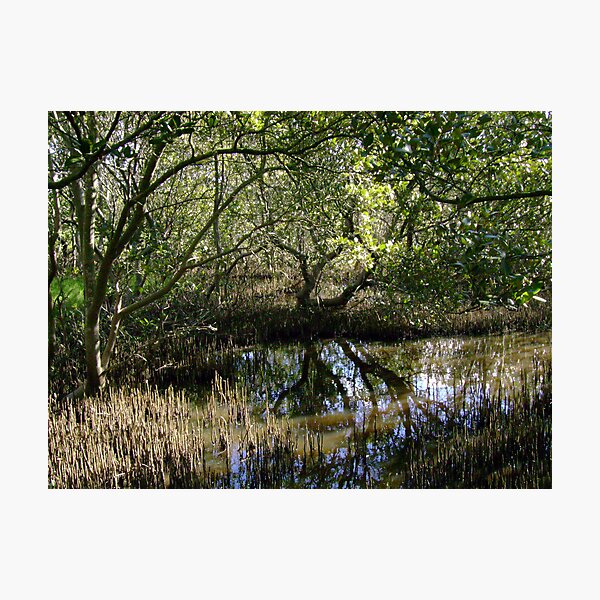 Item preview, Mangrove Reflection designed and sold by reflector.