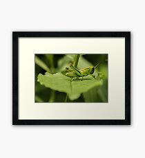 Grasshopper On A Leaf Framed Print