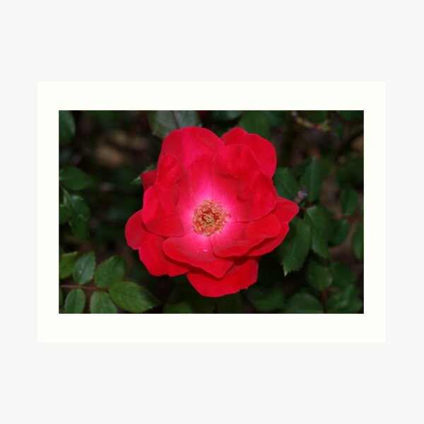 Red Chalice Art Print