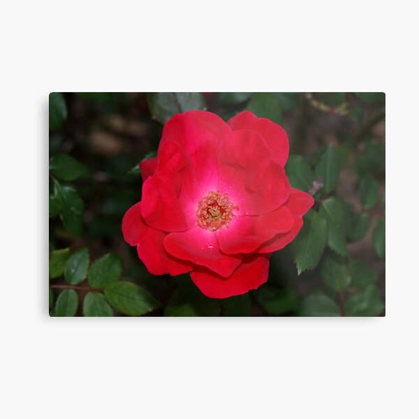 Red Chalice Metal Print