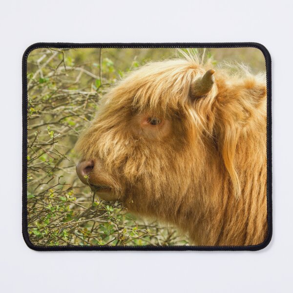 Item preview, Young Highland Cow designed and sold by rawshutterbug.