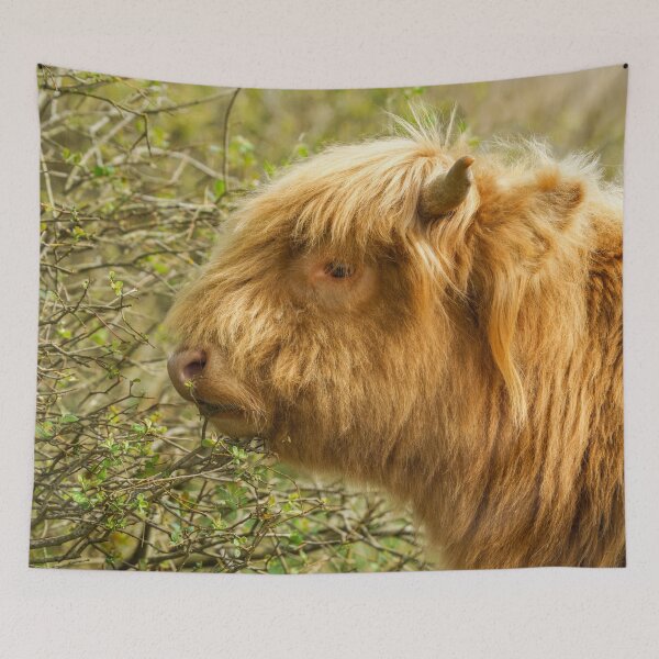 Item preview, Young Highland Cow designed and sold by rawshutterbug.