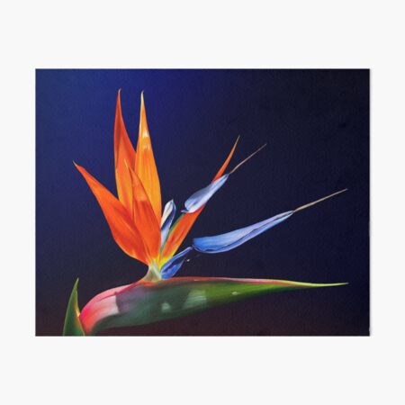 Birds of Paradise