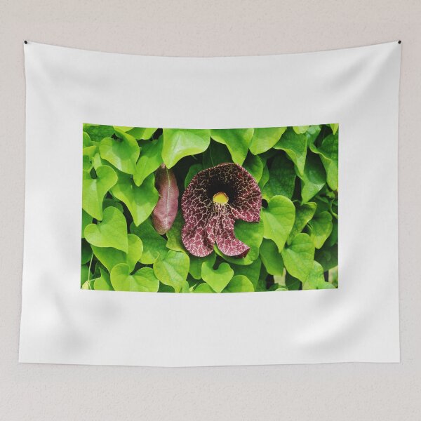 Item preview, Dutchman's Pipe Vine designed and sold by Cynthia48.