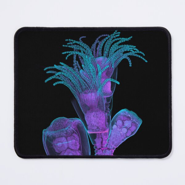 Item preview, Beautiful Obelia Hydroid on a Black Background designed and sold by ScienceSource.