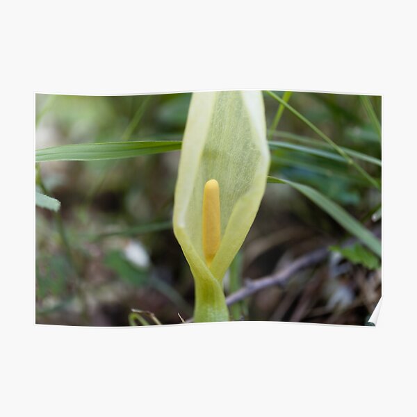 Italian arum (Arum italicum) Poster
