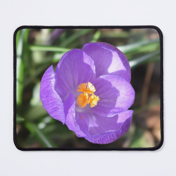 Item preview, Purple Crocus Facing the Camera designed and sold by Kathleen Brant.