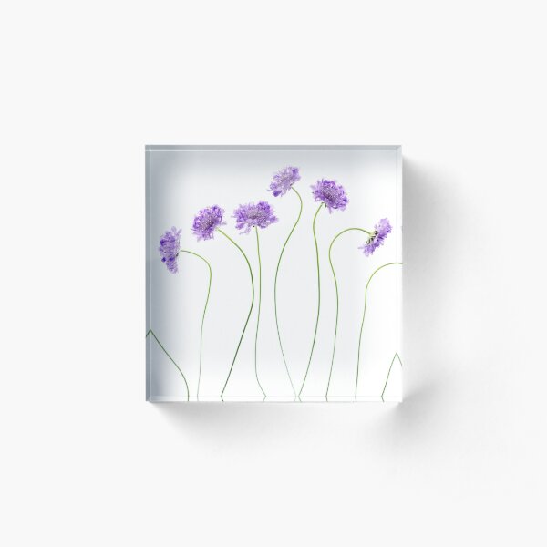 Dancing Acrylic Block