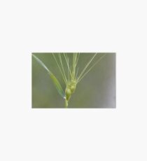 Ovate goatgrass (Aegilops geniculata) Art Board