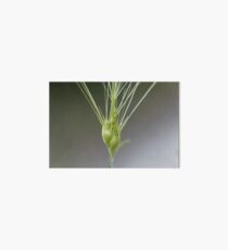 Ovate goatgrass (Aegilops geniculata) Art Board