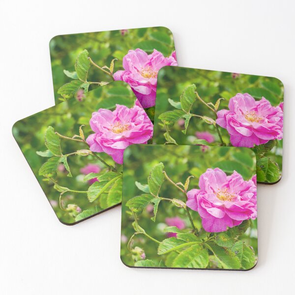 Item preview, Real Bulgarian Damascena Rose from Rose Valley designed and sold by yanzappa.