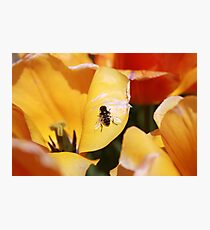 Insect Photographic Print