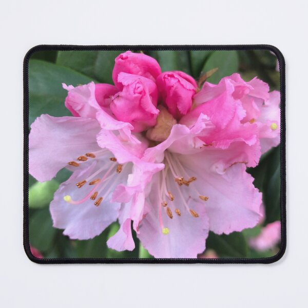 Item preview, Pink Rhododendron Celebration of Abundance designed and sold by Photomersion.