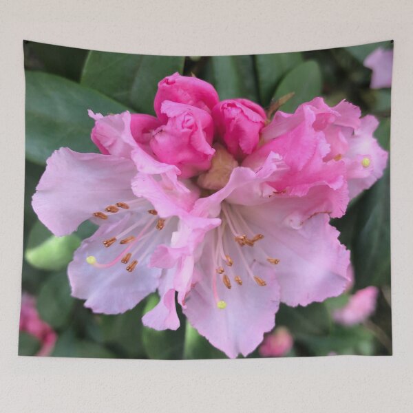 Item preview, Pink Rhododendron Celebration of Abundance designed and sold by Photomersion.