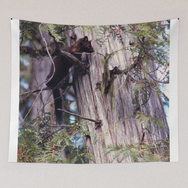 Item preview, Marten In A Cedar Tree designed and sold by stephenralph.
