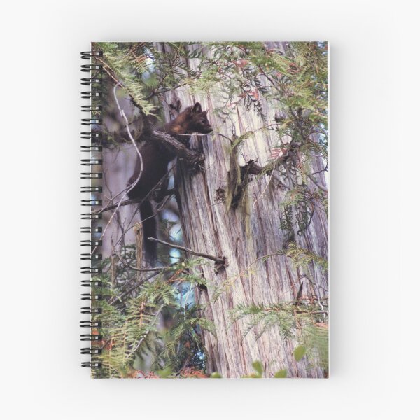 Item preview, Marten In A Cedar Tree designed and sold by stephenralph.