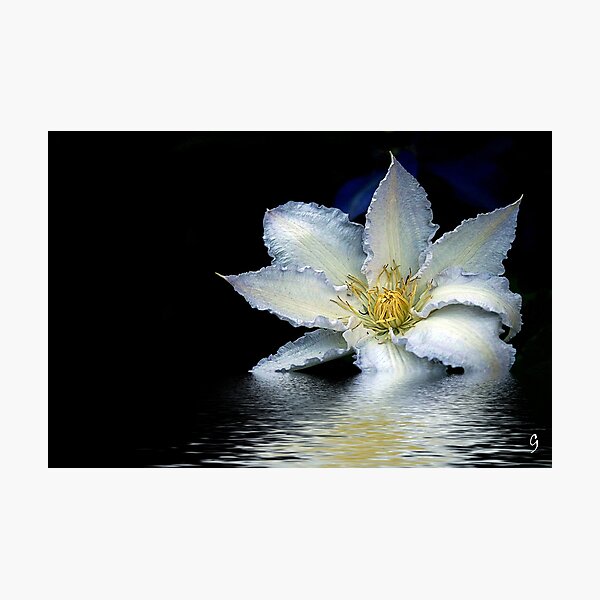 Gladys Picard - Clematis Photographic Print