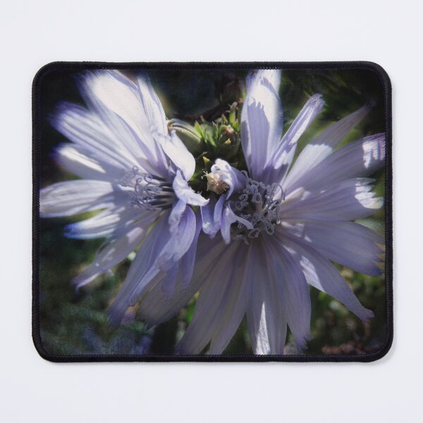Item preview, Chicory Flowers designed and sold by Marilyn Harris.