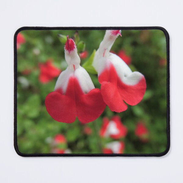 Item preview, Salvia "Hot Lips" (Salvia microphylla) designed and sold by Marilyn Harris.