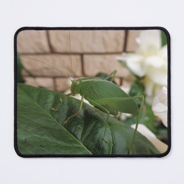 Item preview, "Katydid".......What Katydid or What Katydid Next......... designed and sold by Marilyn Harris.