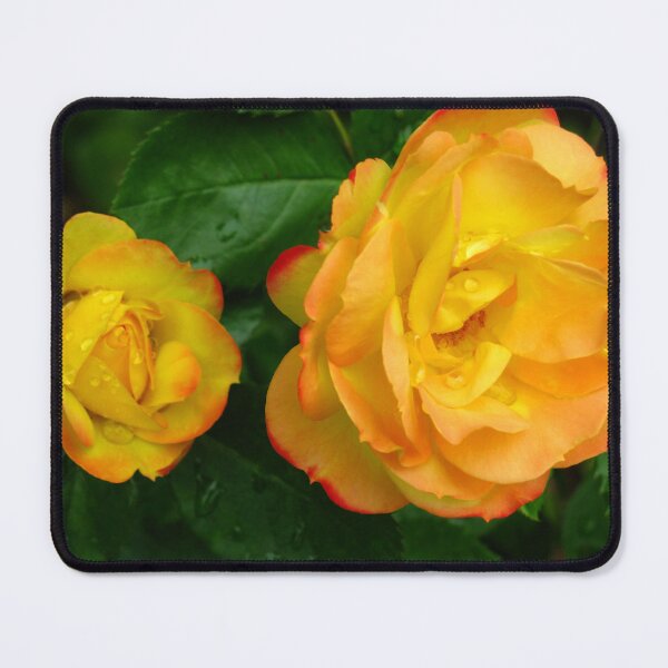 Item preview, Miniature Chameleon Roses (Rosa Chameleon) designed and sold by Marilyn Harris.