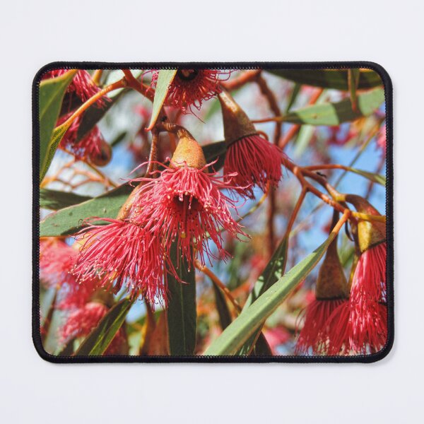 Item preview, Flowers of a Red Flowering Gum designed and sold by Marilyn Harris.