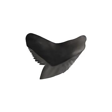 Artwork thumbnail, Tiger Shark Tooth by Reeseworks