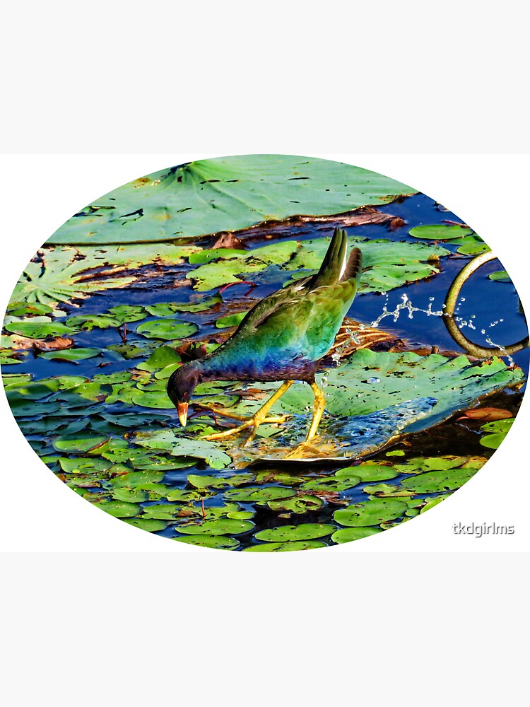Thumbnail 3 of 3, Sticker, Feeding time for the Purple Gallinule designed and sold by tkdgirlms.