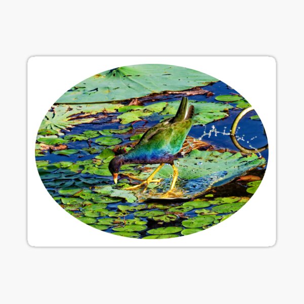 Feeding time for the Purple Gallinule Sticker
