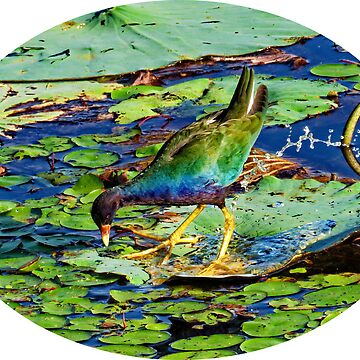 Artwork thumbnail, Feeding time for the Purple Gallinule by tkdgirlms