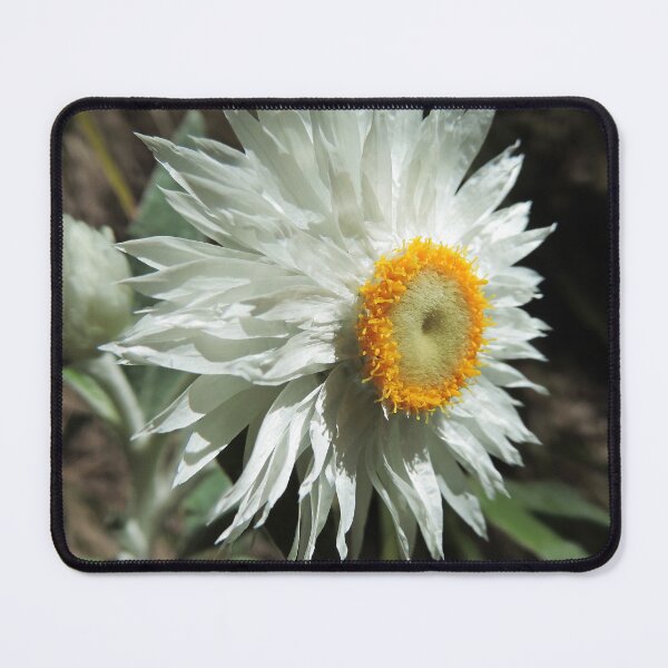 Item preview, White Paper Daisy (Coronidium elatum) designed and sold by Marilyn Harris.