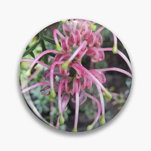 Item preview, Grevillea rivularis (Carrington Falls Grevillea) designed and sold by Marilyn Harris.