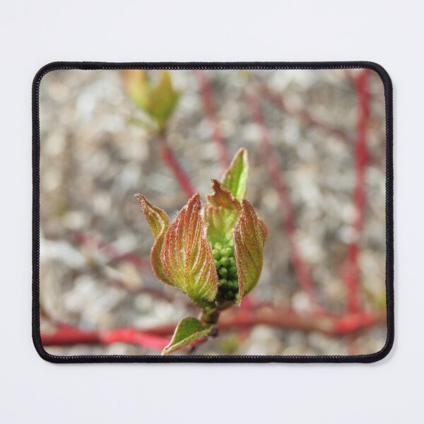Item preview, Textured Bud - Nature's Beauty! designed and sold by Marilyn Harris.