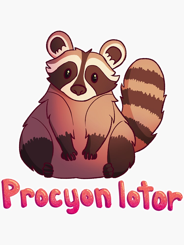 "Raccoon Scientific Name" Sticker for Sale by ghostcashew | Redbubble