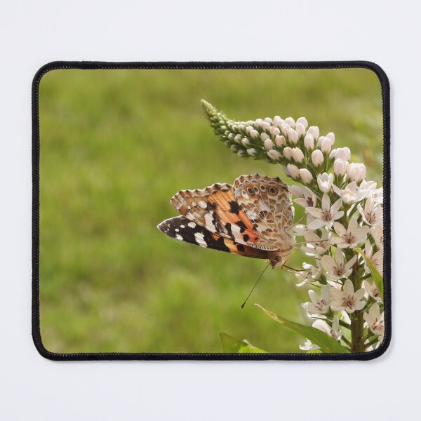 Item preview, Painted lady butteryl (Vanessa cardui) on a flower - gooseneck loosestrife designed and sold by Sintija Valucka.