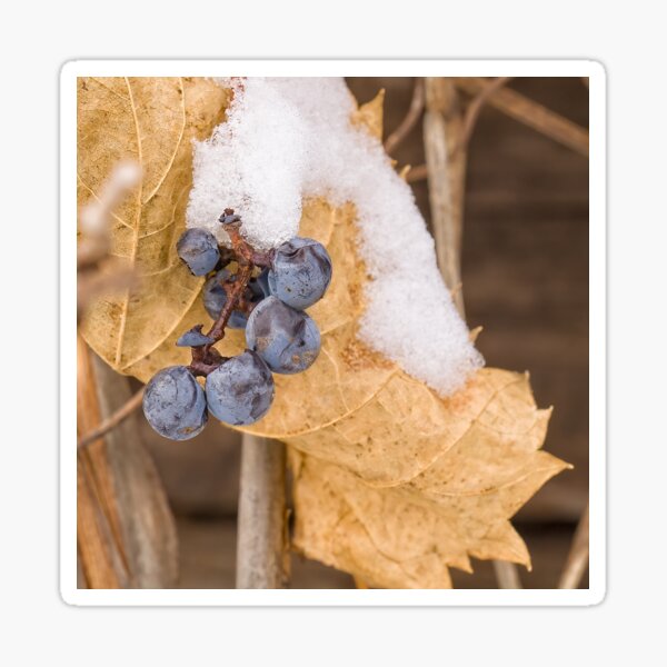 Winter Grapes Sticker